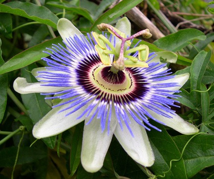 depression treatment with passion flower